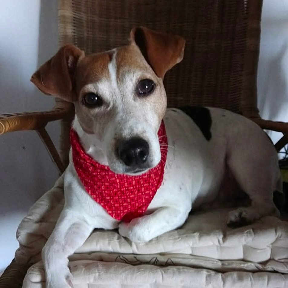 Helia participe au concours pour gagner de l'argent avec cette photo : accessories, animal, armchair, basket, canine, chair, couch, cushion, dog, face, furniture, head, homedecor, hound, linen, person, pet, photography, portrait, puppy