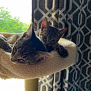Rico is registered to the contest to win money with this photo: cat, tabby_cat, cat_perch, window, curtain, patterned_curtain, indoor, resting, snuggling, paw, feline, pet, cozy, soft_texture, daylight, greenery, relaxing, animal, companion, cute