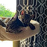 cat, tabby_cat, cat_perch, window, curtain, patterned_curtain, indoor, resting, snuggling, paw, feline, pet, cozy, soft_texture, daylight, greenery, relaxing, animal, companion, cute