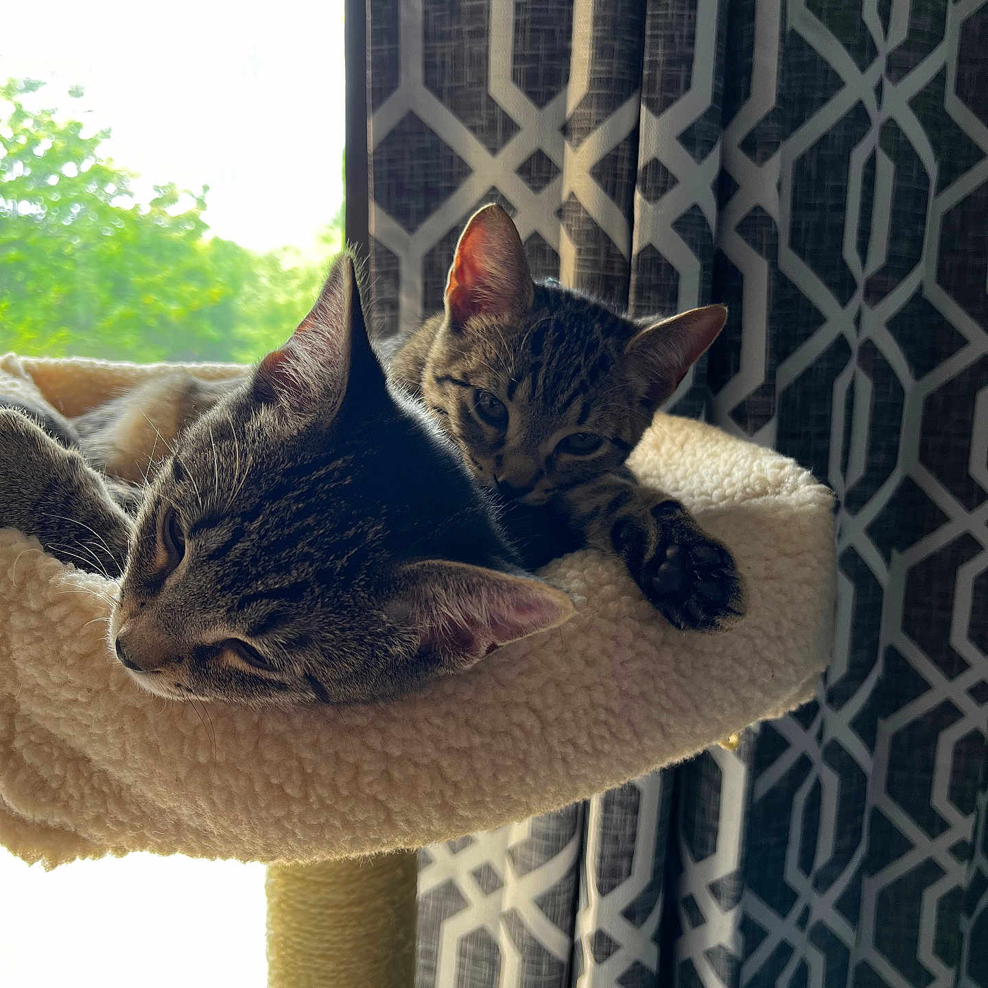 Rico is registered to the contest to win money with this photo: cat, tabby_cat, cat_perch, window, curtain, patterned_curtain, indoor, resting, snuggling, paw, feline, pet, cozy, soft_texture, daylight, greenery, relaxing, animal, companion, cute
