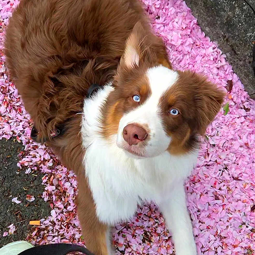 Volt a rejoint le concours — aidez-le/la à gagner de superbes lots ! animal, blue_eyes, brown_fur, candid, canine, close_up, curb, dog, flower_petals, fur, leash, looking_up, nature, outdoor, pet, pink_petals, shoes, sidewalk, spring, white_fur
