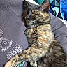 Pumpkin joined the competition — help win amazing prizes! cat, tortoiseshell_cat, sleeping, pet, feline, close_up, indoor, person, clothing, shirt, text, blanket, furniture, relaxing, cozy, resting, paw, fur, domestic_animal, home