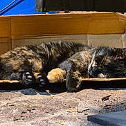 Pumpkin is registered to the contest to win money with this photo: cat, sleeping, cardboard_box, tortoiseshell, feline, animal, resting, fur, outdoor, dirt, blue_wall, paw, whiskers, cozy, box, pet, domestic_animal, relaxation, ground, quiet