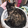 Pumpkin is registered to the contest to win money with this photo: cat, tortoiseshell_cat, basket, hand, wooden_chair, blanket, indoor, furniture, sleeping, pet, cozy, resting, fur, animal, domestic, comfort, table, household, relaxation, person_hand