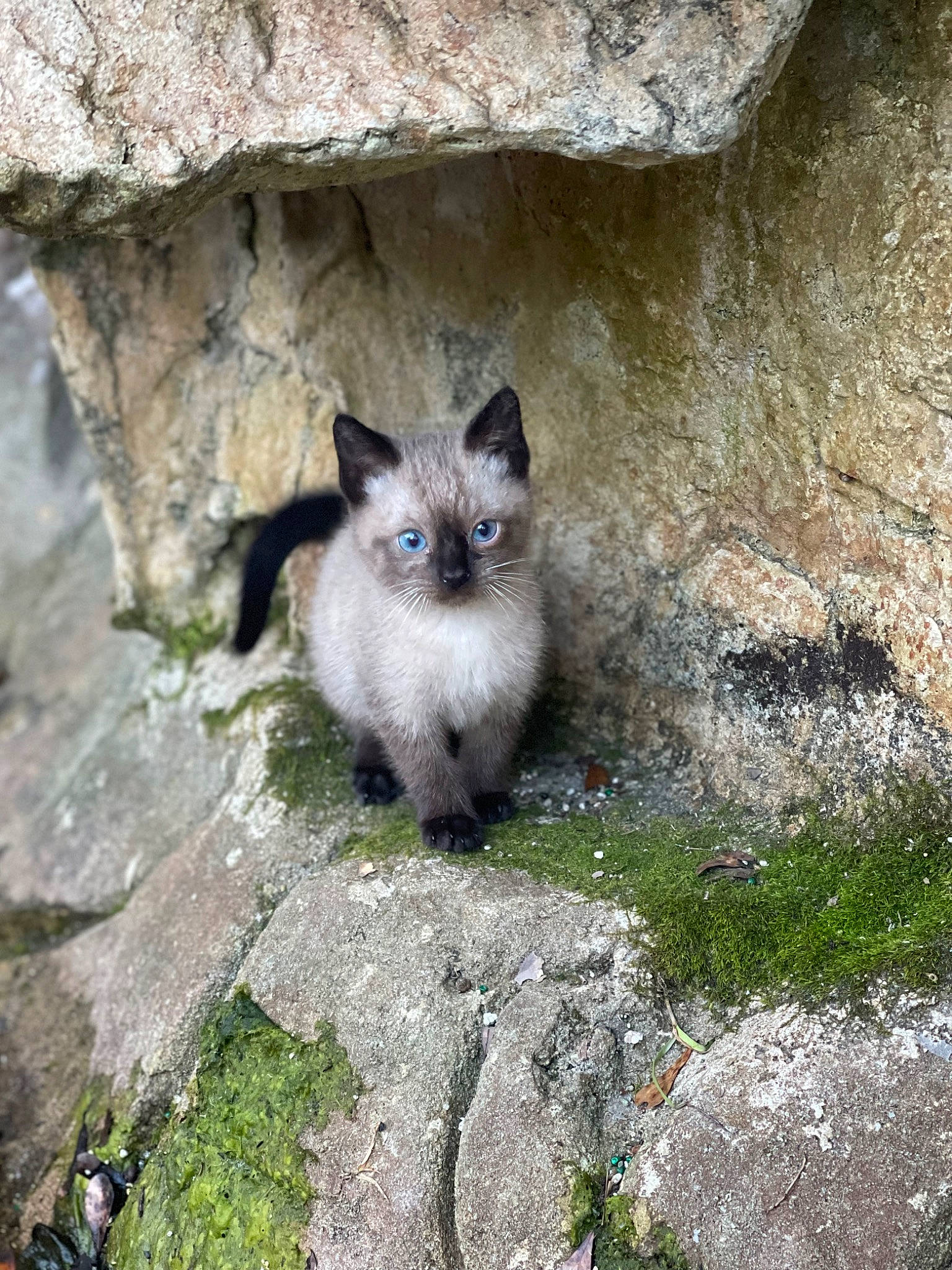 Simon is registered to the contest to win money with this photo: bedrock, carnivore, cat, domestic_short_haired_cat, eye, fawn, felidae, fur, grass, grey, groundcover, plant, road_surface, siamese, small_to_medium_sized_cats, snout, tail, thai, whiskers, wildlife
