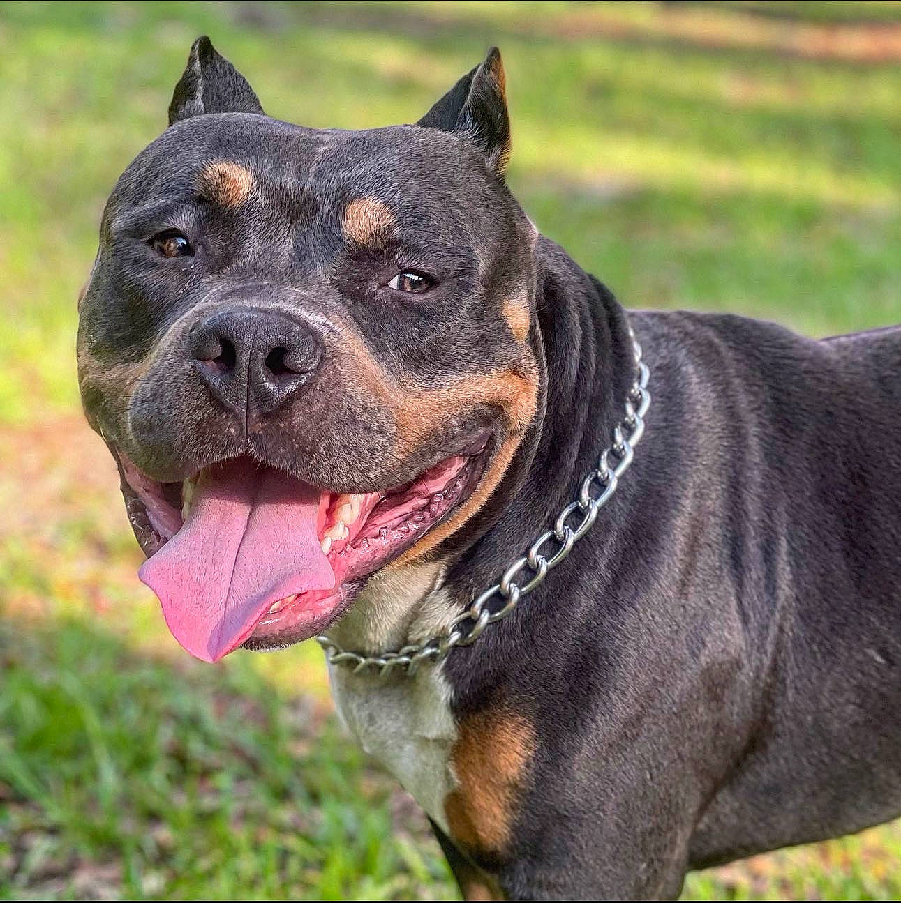 Creed joined the competition — help win amazing prizes! canidae, canis_panther, carnivore, collar, companion_dog, dog, dog_breed, dog_collar, fawn, grass, guard_dog, leash, non_sporting_group, plant, snout, sporting_group, whiskers, window, working_animal, working_dog