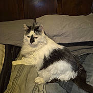 Fiona joined the competition — help win amazing prizes! cat, bed, blanket, striped, black_and_white, fluffy, feline, pet, indoor, resting, fur, animal, pillow, cozy, domestic, sleepy, comfort, relaxed, cute, mammal