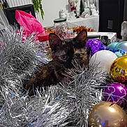 Bloom participe au concours pour gagner de l'argent avec cette photo : cat, celebration, christmas_ornaments, closeup, colorful, cozy, cute, decorations, feline, festive, gold, holiday, indoor, pet, purple, silver, table, tinsel, tortoiseshell, white