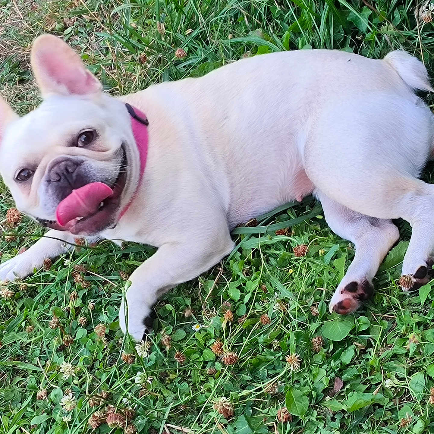 T'Choupi a rejoint le concours — aidez-le/la à gagner de superbes lots ! animal, canine, collar, cute, dog, ears, french_bulldog, grass, greenery, happy, laying_down, nature, outdoor, paw, pet, playful, summer, tongue, tongue_out, white_dog