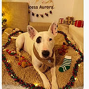 Aurora a rejoint le concours — aidez-le/la à gagner de superbes lots ! blanket, bull_terrier, christmas, christmas_lights, couch, cute, dog, festive, garland, gift_wrapping, holiday, indoors, living_room, pet, portrait, presents, scarf, sitting, stocking, white_dog