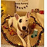 blanket, bull_terrier, christmas, christmas_lights, couch, cute, dog, festive, garland, gift_wrapping, holiday, indoors, living_room, pet, portrait, presents, scarf, sitting, stocking, white_dog