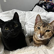 Onyxx And Nova is registered to the contest to win money with this photo: cat, black_cat, tabby_cat, pets, indoor, blanket, fur, cute, animal, companions, cozy, resting, two_animals, whiskers, eyes, close_up, curious, domestic_cat, feline, snuggling