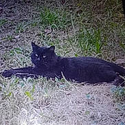 Fuzzy joined the competition — help win amazing prizes! black_cat, cat, grass, outdoor, animal, pet, lying_down, nature, mammal, feline, wildlife, resting, dark_fur, eyes, whiskers, ground, sleepy, quiet, shadow, calm