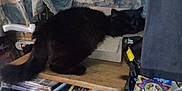 Fuzzy joined the competition — help win amazing prizes! black_cat, cat, wooden_board, books, clutter, plastic_bottle, water_bottle, curtain, box, indoor, pet, animal, furniture, shelf, stack, messy, resting_cat, furry, domestic, cozy