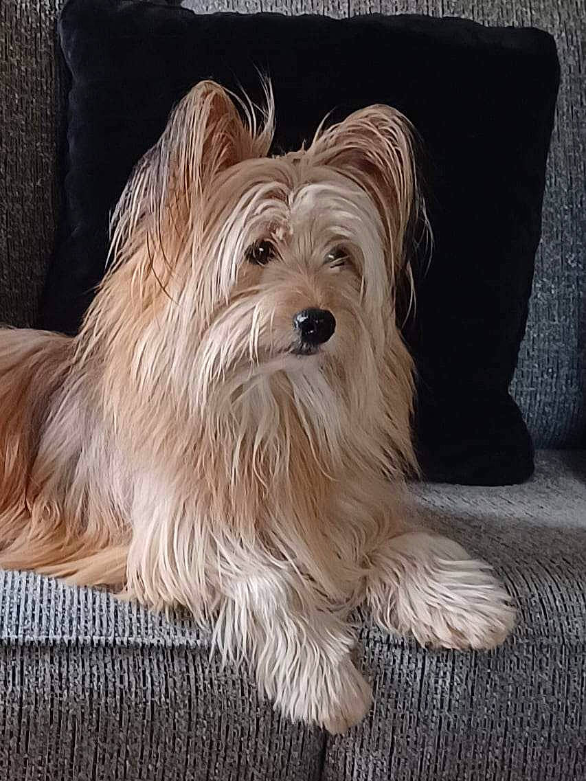 Ripley is registered to the contest to win money with this photo: biewer_terrier, canidae, carnivore, companion_dog, dog, dog_breed, dog_supply, fur, liver, maltepoo, non_sporting_group, small_terrier, snout, sporting_group, terrestrial_animal, terrier, toy_dog, water_dog, working_animal, yorkipoo