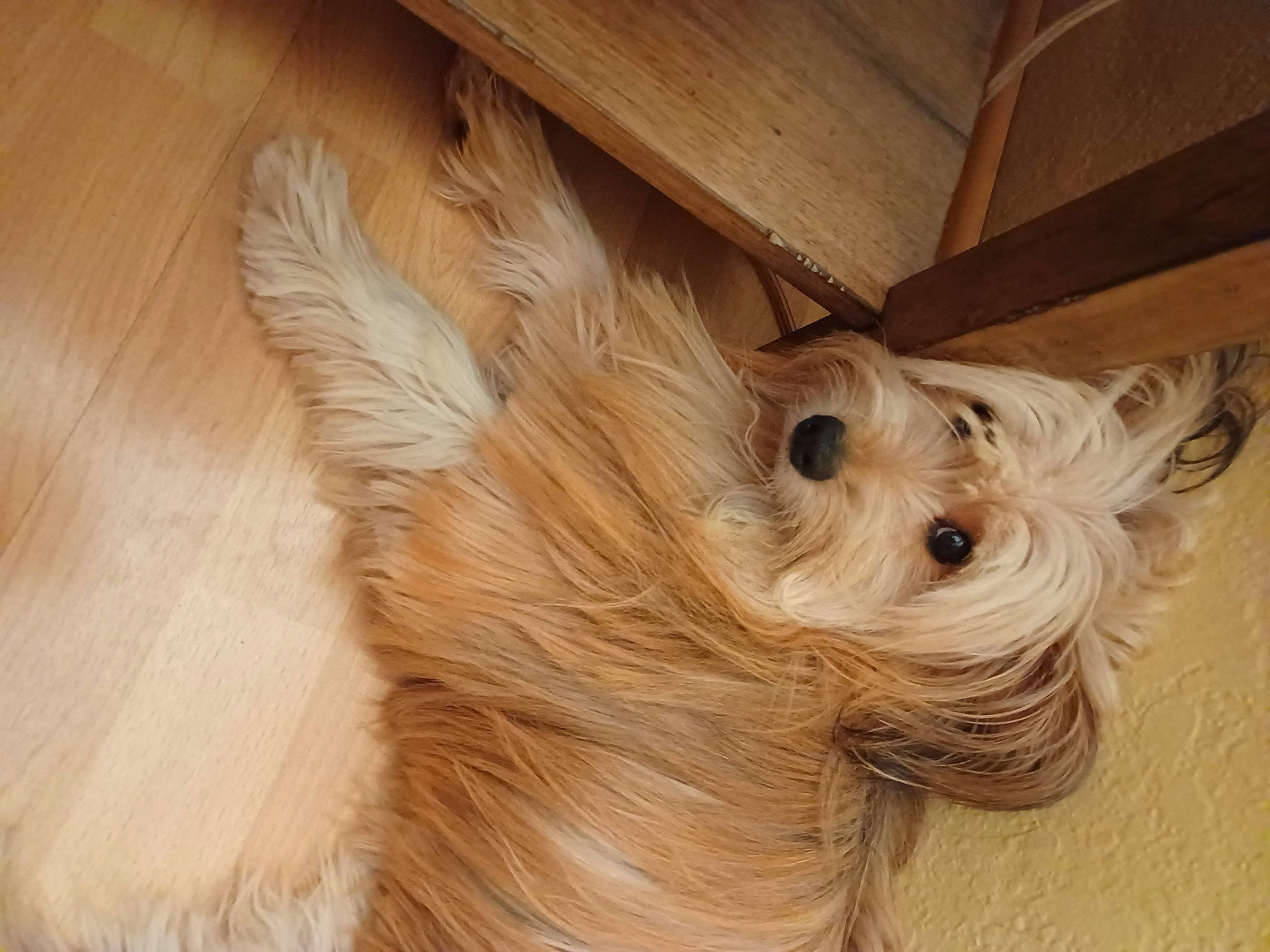 Ripley joined the competition — help win amazing prizes! canidae, carnivore, companion_dog, dog, dog_breed, dog_supply, fawn, flooring, fur, hardwood, liver, snout, sporting_group, toy, toy_dog, whiskers, wood, wood_stain, working_animal, yorkshire_terrier