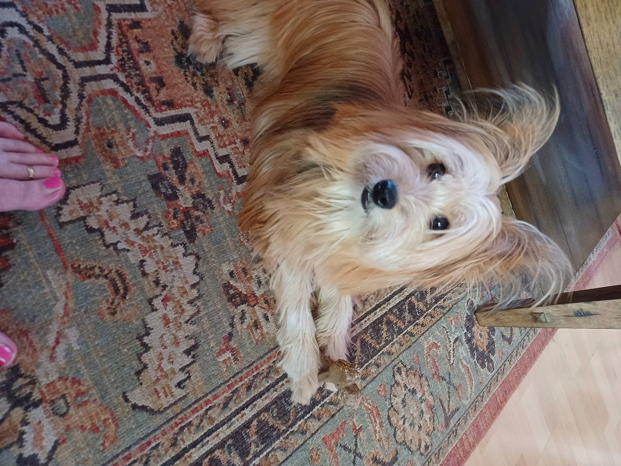 Ripley joined the competition — help win amazing prizes! carnivore, companion_dog, dog, dog_breed, dog_supply, fawn, floor, flooring, fur, hardwood, pattern, small_terrier, snout, sporting_group, terrier, toy_dog, wood, wood_flooring, working_animal, yorkipoo