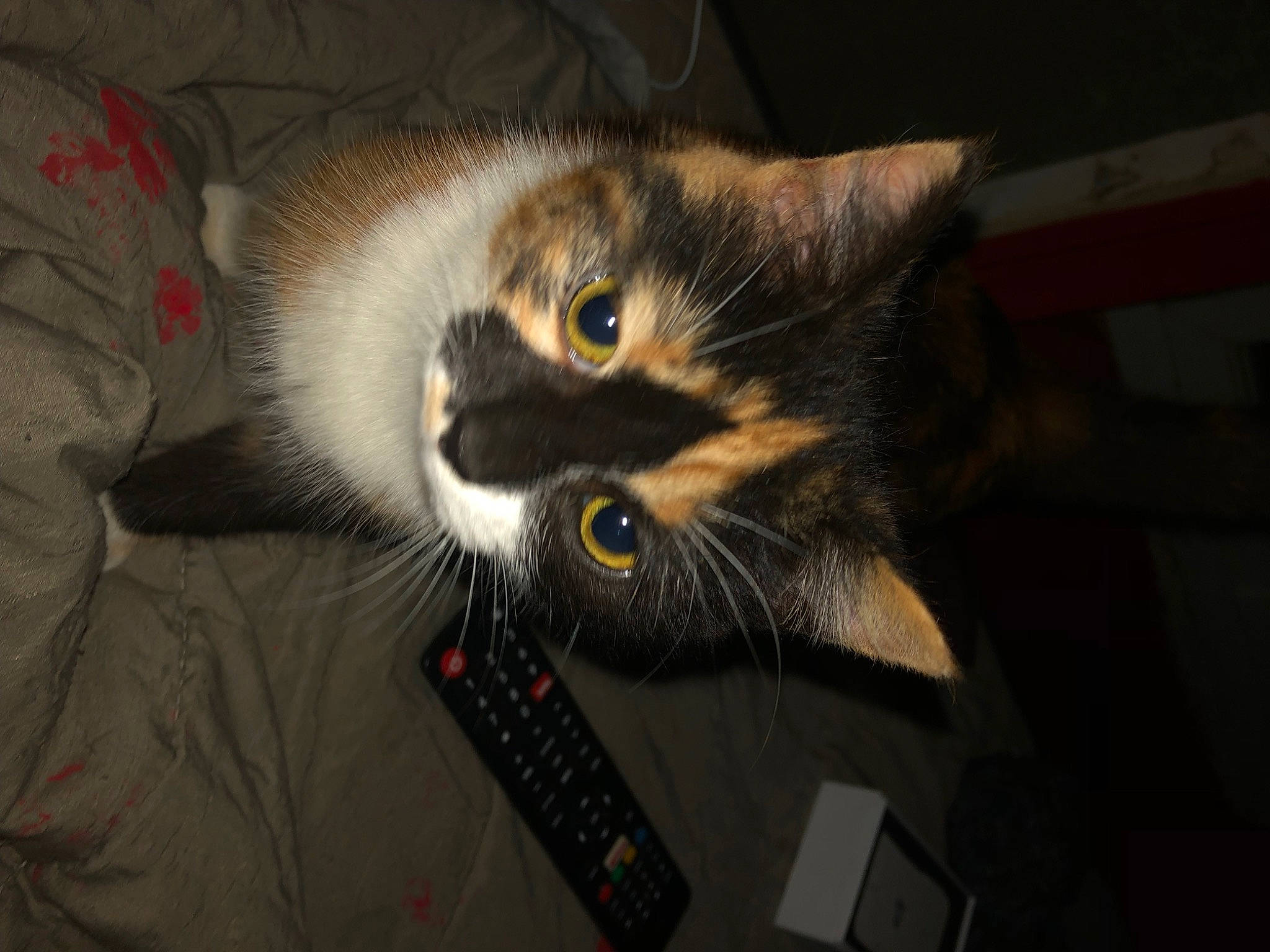 Minette participe au concours pour gagner de l'argent avec cette photo : carnivore, cat, claw, domestic_short_haired_cat, felidae, fur, grey, paw, small_to_medium_sized_cats, snout, tail, whiskers