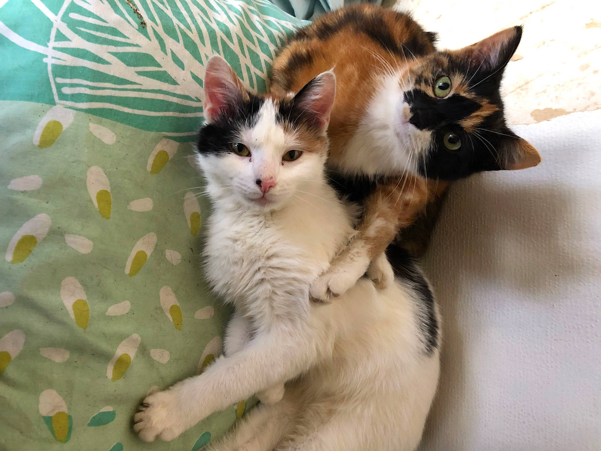 Minette participe au concours pour gagner de l'argent avec cette photo : carnivore, cat, cat_furniture, claw, comfort, couch, domestic_short_haired_cat, fawn, felidae, foot, fur, paw, photo_caption, plant, small_to_medium_sized_cats, snout, tail, tree, whiskers