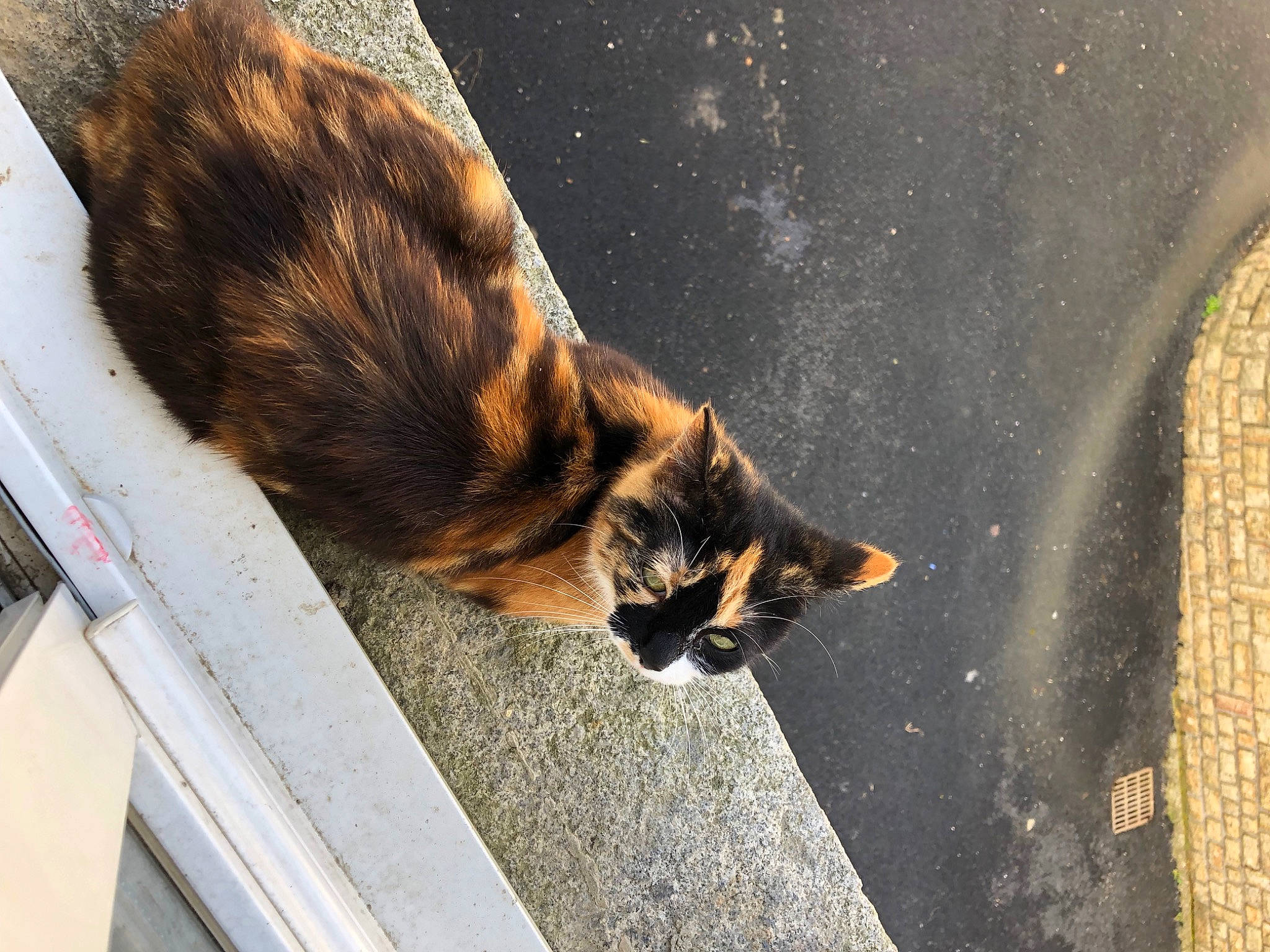 Minette a rejoint le concours — aidez-le/la à gagner de superbes lots ! brown, canidae, carnivore, cat, claw, domestic_short_haired_cat, fawn, felidae, fur, small_to_medium_sized_cats, snapshot, snout, street, tail, terrestrial_animal, tints_and_shades, whiskers, wildlife, window, wood