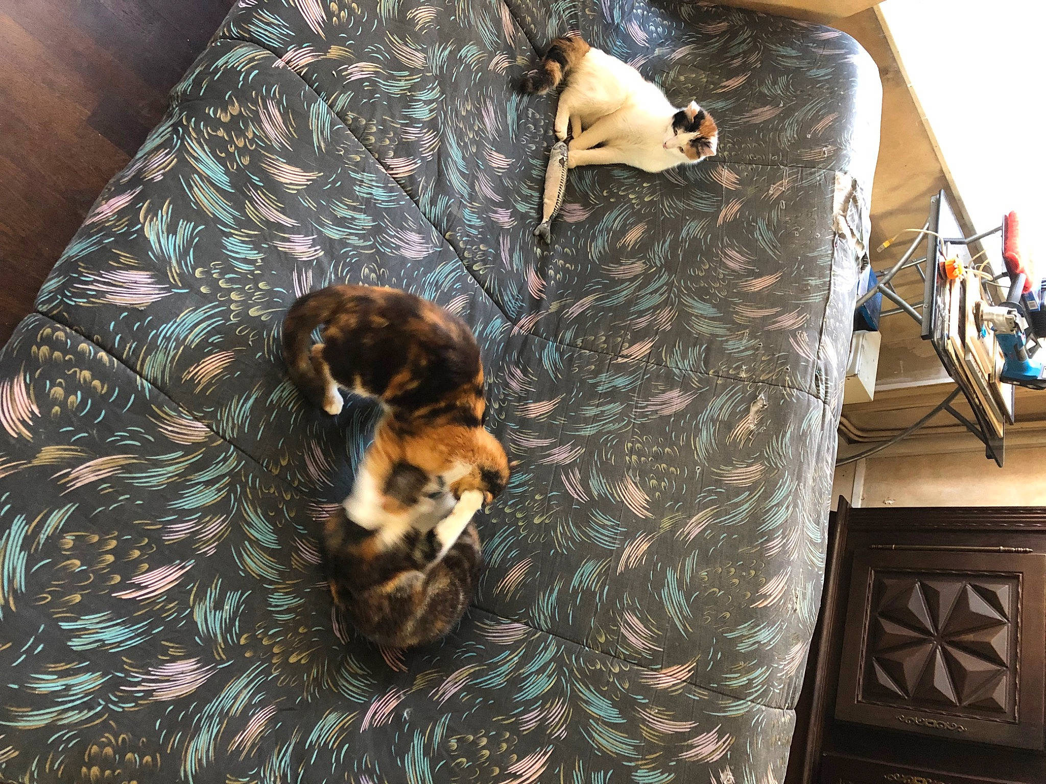 Minette a rejoint le concours — aidez-le/la à gagner de superbes lots ! brown, carnivore, comfort, companion_dog, couch, dog, dog_breed, fawn, felidae, flooring, fur, hardwood, living_room, military_camouflage, pattern, room, small_to_medium_sized_cats, tail, whiskers, wood