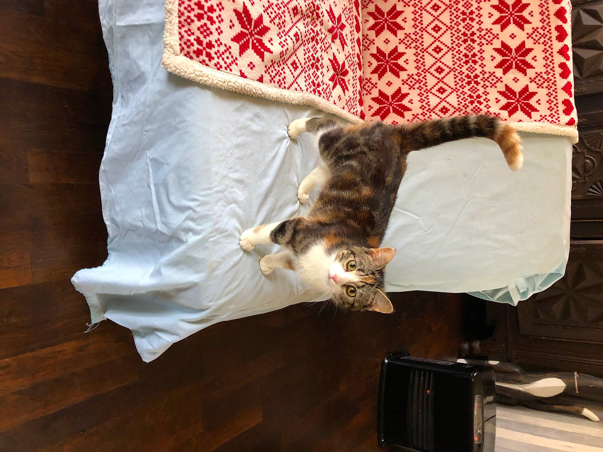 Nala a rejoint le concours — aidez-le/la à gagner de superbes lots ! carnivore, cat, comfort, fawn, felidae, flooring, fur, hardwood, human_leg, linens, mammal, plant, room, small_to_medium_sized_cats, tail, textile, tree, vertebrate, whiskers, wood