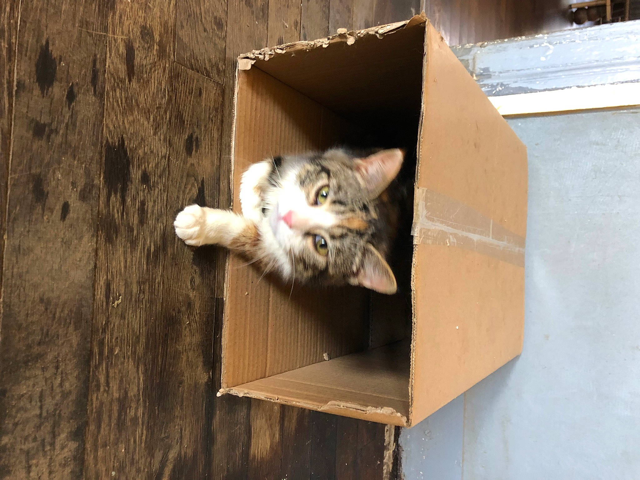 Nala a rejoint le concours — aidez-le/la à gagner de superbes lots ! box, cardboard, carnivore, cat, domestic_short_haired_cat, felidae, fur, hardwood, shipping_box, small_to_medium_sized_cats, soil, tail, whiskers, wildlife, wood