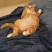 Charles is registered to the contest to win money with this photo: cat, orange_tabby, pet, animal, lying_down, blanket, blue_blanket, indoor, feline, cute, relaxed, fluffy, whiskers, paws, tail, cozy, resting, fur, domestic_cat, mischievous