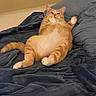 cat, orange_tabby, pet, animal, lying_down, blanket, blue_blanket, indoor, feline, cute, relaxed, fluffy, whiskers, paws, tail, cozy, resting, fur, domestic_cat, mischievous