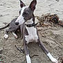 dog, beach, sand, seaweed, collar, relaxed, outdoor, animal, pet, canine, resting, alert, ears_up, white_paws, black_nose, natural_light, daytime, closeup, side_view, quiet