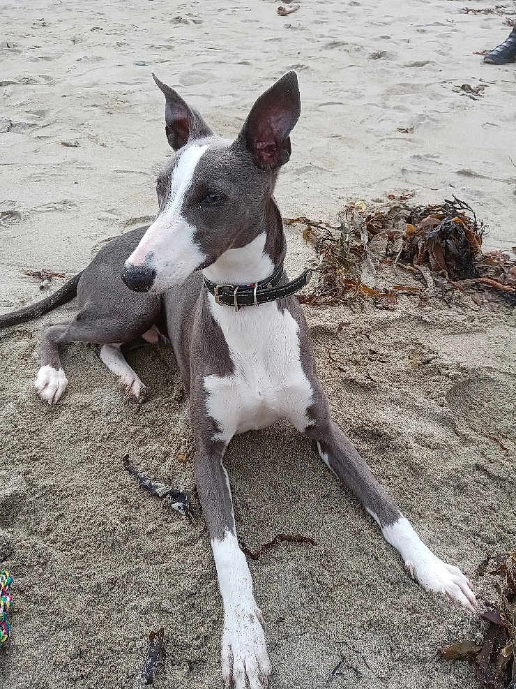 Tyson participe au concours pour gagner de l'argent avec cette photo : dog, beach, sand, seaweed, collar, relaxed, outdoor, animal, pet, canine, resting, alert, ears_up, white_paws, black_nose, natural_light, daytime, closeup, side_view, quiet