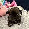 puppy, dog, black_dog, lying_down, blanket, plush_toys, pink_toy, blue_toy, bed, cozy, cute, pet, soft_texture, indoors, animal, young_dog, resting, close_up, adorable, fur
