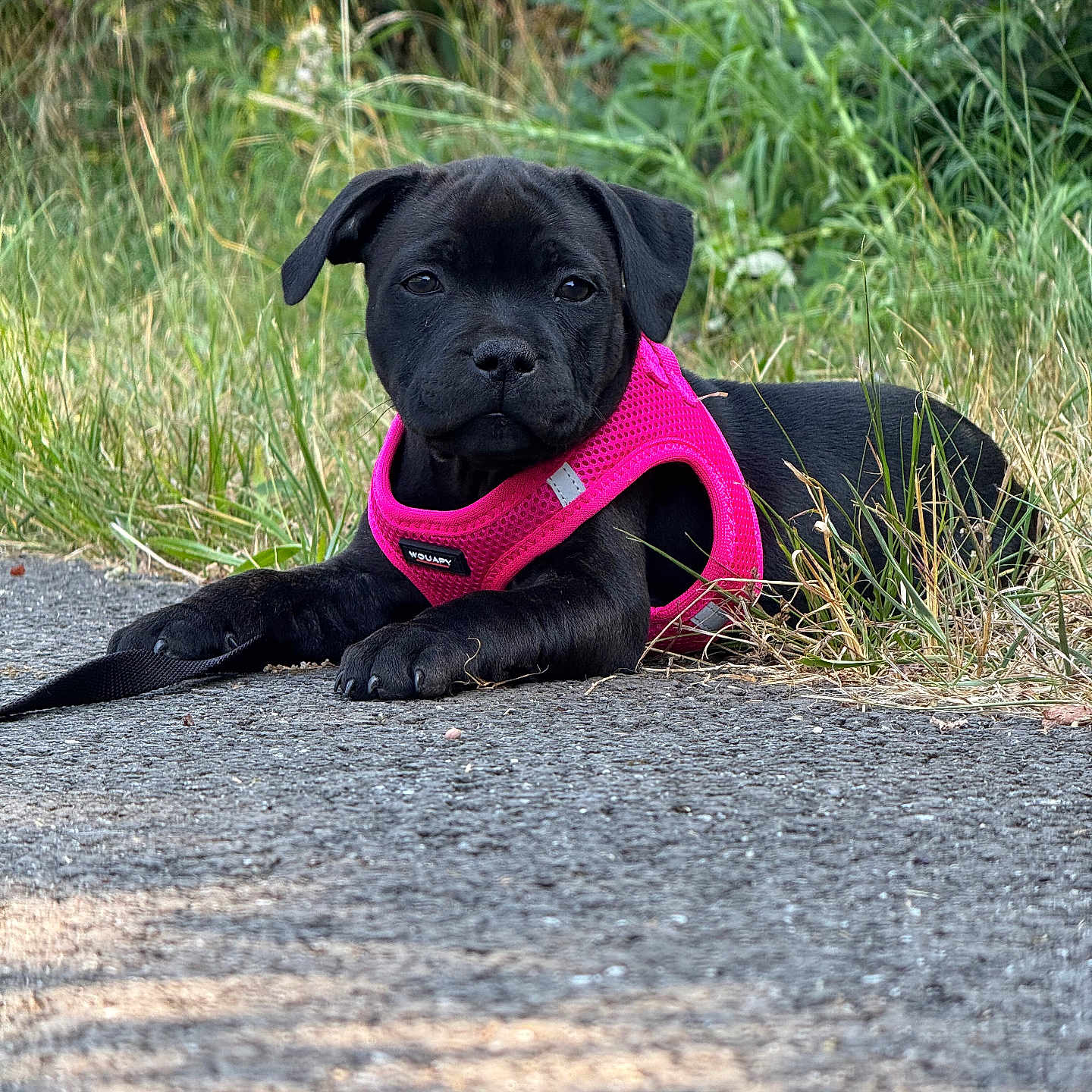 Ava