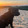 dog, black_dog, sand, dunes, sunset, harness, outdoor, nature, landscape, sky, trees, forest, beach, animal, pet, sunlight, evening, calm, scenic, serene