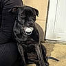 dog, black_dog, pacifier, person, black_clothing, outdoor, daylight, wall, door, sitting, shadow, playful, cute, pet, animal, ground, sunlight, companion, funny, portrait