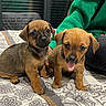 Flash a rejoint le concours — aidez-le/la à gagner de superbes lots ! puppies, dog, bed, blanket, pattern, indoor, person, green_sweatshirt, cute, pet, animal, young, tongue_out, brown_fur, black_nose, sitting, close_up, domestic, cozy, companion