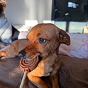 Flash participe au concours pour gagner de l'argent avec cette photo : dog, brown_dog, chew_toy, pet, indoor, blanket, soft_fabric, curious, close_up, animal, canine, fur, snout, paw, relaxed, natural_light, portrait, companion, cute, domestic_animal