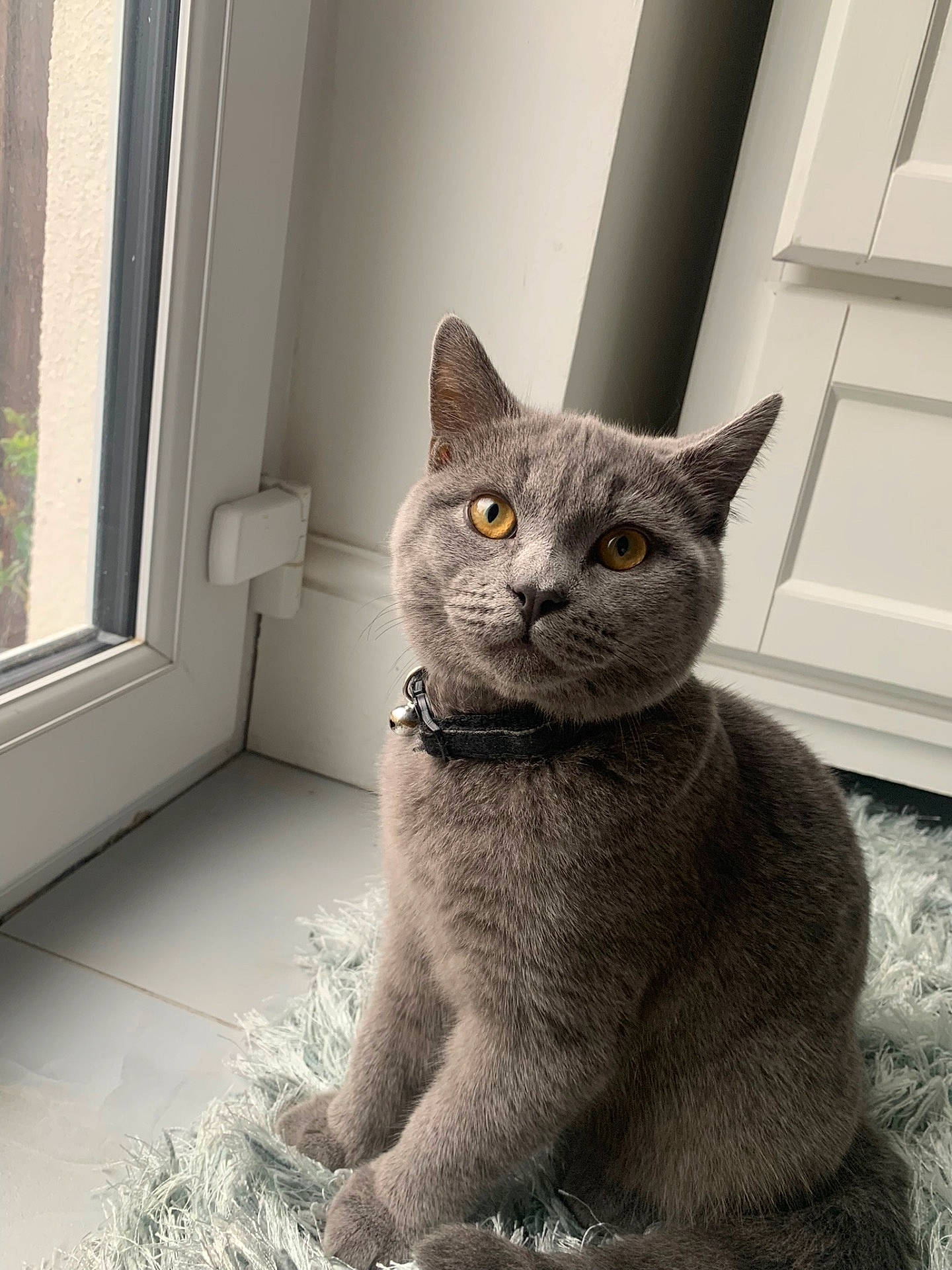 Ernie is registered to the contest to win money with this photo: abyssinian, accessories, animal, canine, cat, collar, dog, door, egyptiancat, gray, hardwood, homedecor, indoors, kitten, linen, manx, pet, window, windowsill, wood