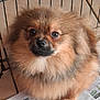Alvin participe au concours pour gagner de l'argent avec cette photo : dog, pomeranian, fluffy, pet, cage, newspaper, indoor, fur, cute, animal, canine, small_dog, looking_up, portrait, brown_fur, eyes, nose, floor, tile, fence