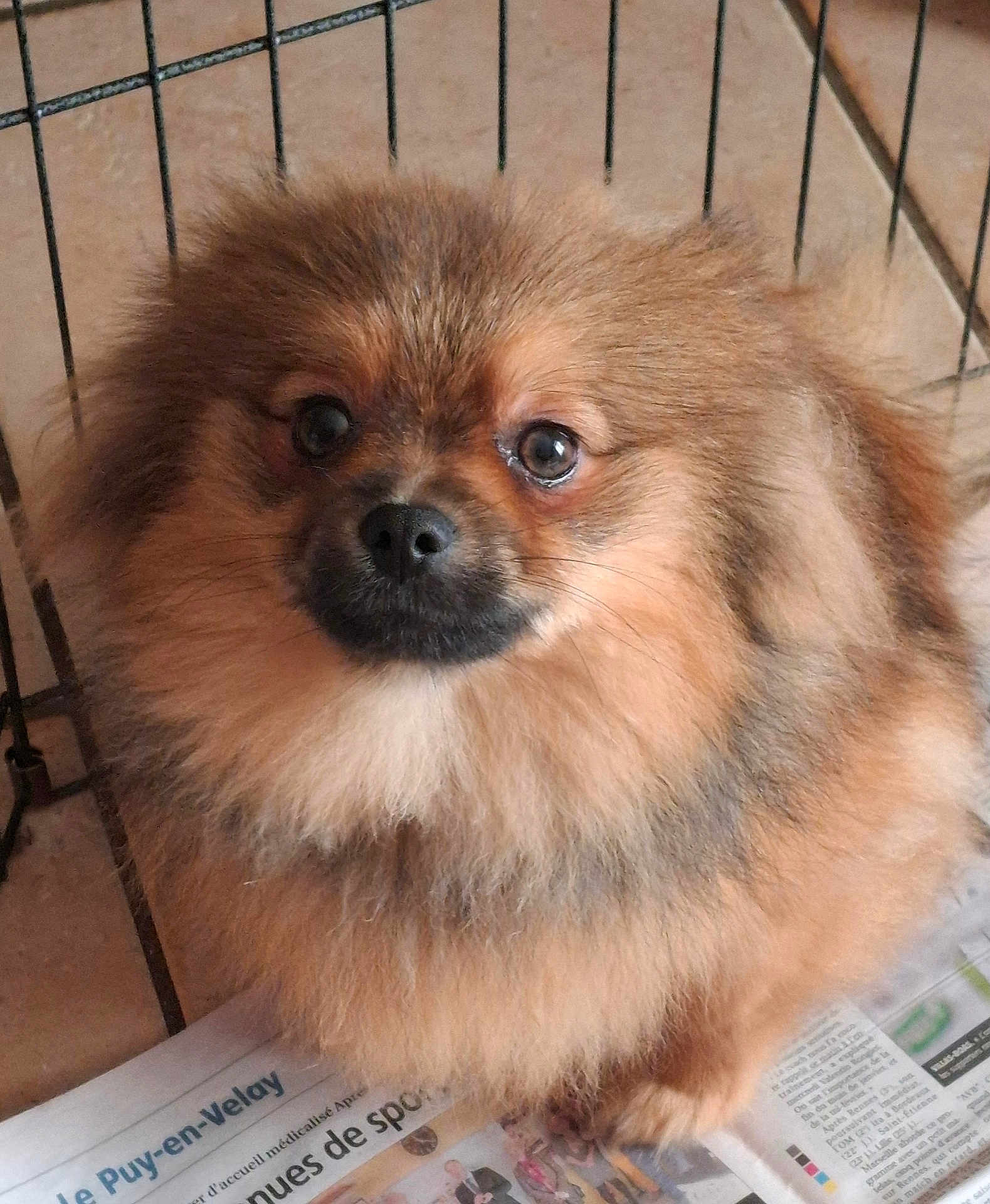 Alvin