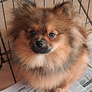 Alvin participe au concours pour gagner de l'argent avec cette photo : animal, animal_portrait, brown_fur, cage, cute, dog, domestic_animal, ears, eyes, face, floor, fluffy, fur, indoors, looking_up, newspaper, nose, pet, pomeranian, small_dog