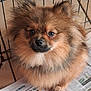 Alvin participe au concours pour gagner de l'argent avec cette photo : dog, pomeranian, fluffy, pet, animal, cage, newspaper, brown_fur, small_dog, cute, indoors, floor, looking_up, fur, face, eyes, nose, ears, animal_portrait, domestic_animal