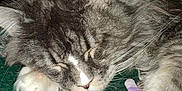 Raja participe au concours pour gagner de l'argent avec cette photo : cat, sleeping, gray_tabby, fluffy, pet, closeup, fur, whiskers, toy_mouse, purple, striped, red, green_surface, cozy, relaxed, animal, indoor, nap, cute, feline