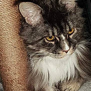 Raja participe au concours pour gagner de l'argent avec cette photo : cat, fluffy, yellow_eyes, sisal_post, scratching_post, fur, whiskers, close_up, pet, indoor, animal, portrait, feline, gray, white, curious, sitting, soft, cozy, domestic