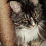 cat, fluffy, yellow_eyes, sisal_post, scratching_post, fur, whiskers, close_up, pet, indoor, animal, portrait, feline, gray, white, curious, sitting, soft, cozy, domestic