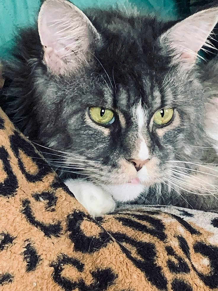 Raja participe au concours pour gagner de l'argent avec cette photo : cat, close_up, gray_cat, white_paw, yellow_eyes, fluffy_fur, leopard_print, blanket, resting, pet, animal, indoor, feline, whiskers, ears, face, fur_texture, domestic_cat, relaxed, curious