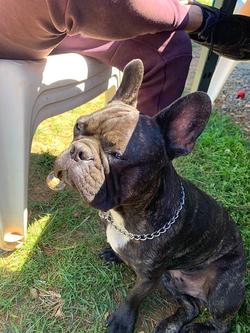 Ricky a rejoint le concours — aidez-le/la à gagner de superbes lots ! bulldog, canidae, carnivore, collar, companion_dog, dog, dog_breed, dog_collar, ear, fawn, grass, human_leg, plant, snout, sporting_group, terrestrial_animal, vertebrate, whiskers, working_animal, wrinkle
