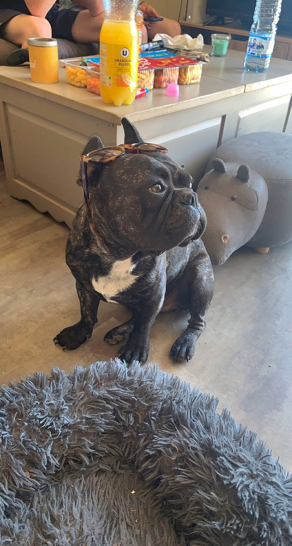Ricky participe au concours pour gagner de l'argent avec cette photo : bulldog, carnivore, companion_dog, dog, dog_breed, fawn, floor, flooring, french_bulldog, fur, mammal, pug, snout, tail, terrestrial_animal, toy_dog, vertebrate, whiskers, working_animal, wrinkle