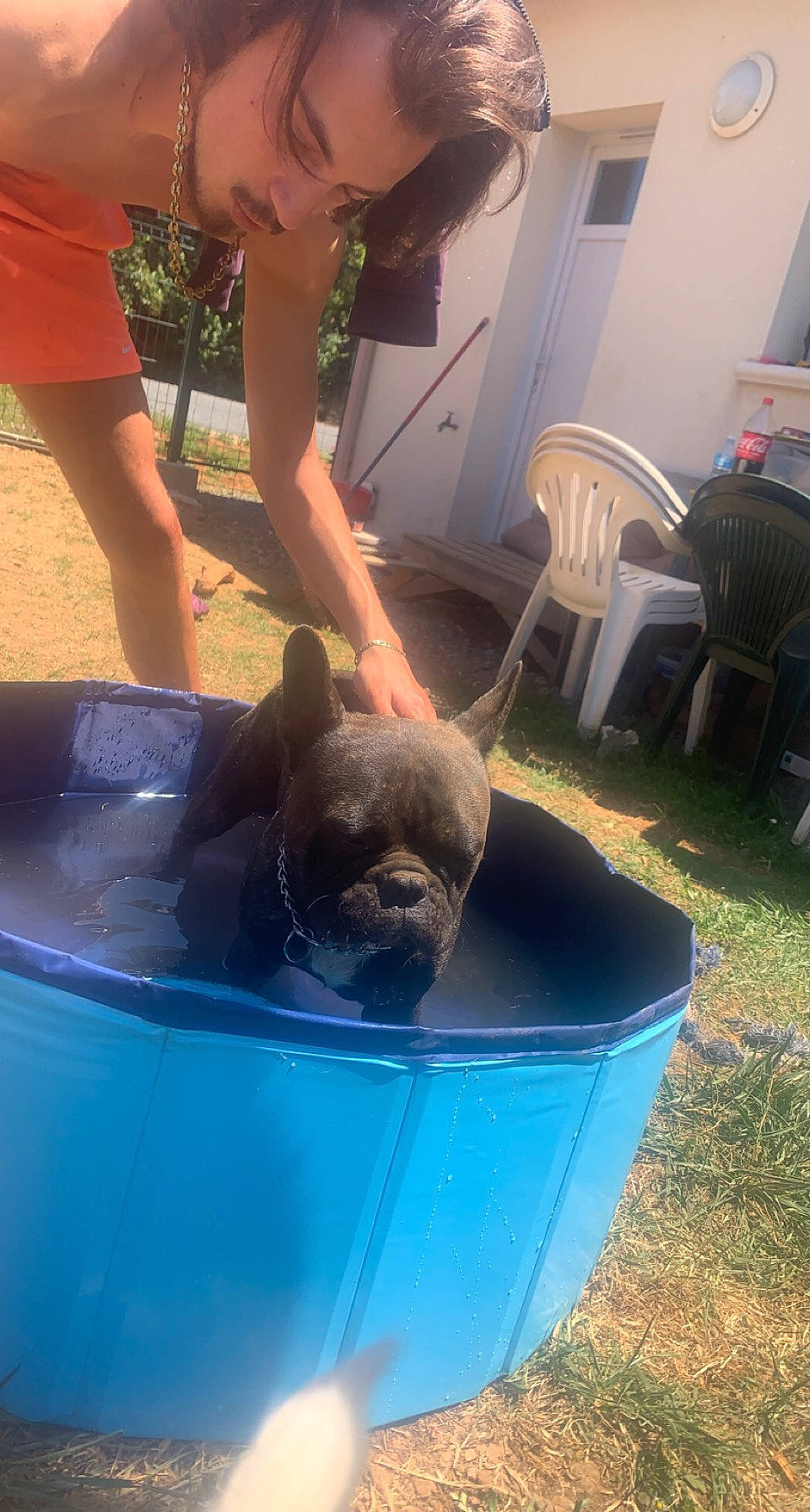 Ricky a rejoint le concours — aidez-le/la à gagner de superbes lots ! canidae, carnivore, chair, companion_dog, dog, dog_breed, fawn, fun, grass, green, leisure, mammal, plant, shorts, snout, table, toy_dog, vertebrate, water, working_animal