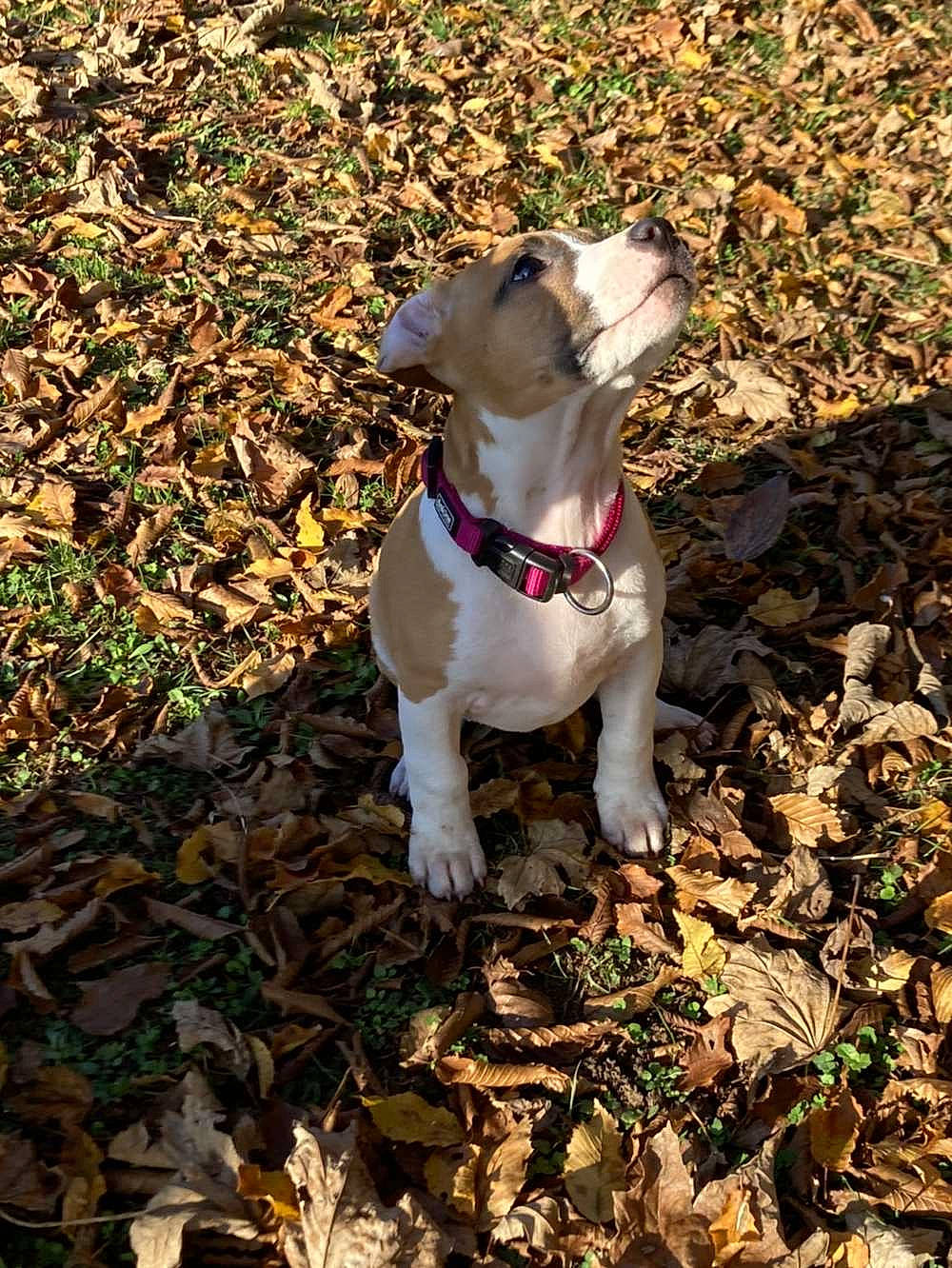 Nala participe au concours pour gagner de l'argent avec cette photo : adventure, canidae, carnivore, collar, companion_dog, dog, dog_breed, dog_collar, fawn, grass, hat, leash, plant, snout, soil, sporting_group, tail, tree, whiskers, working_animal